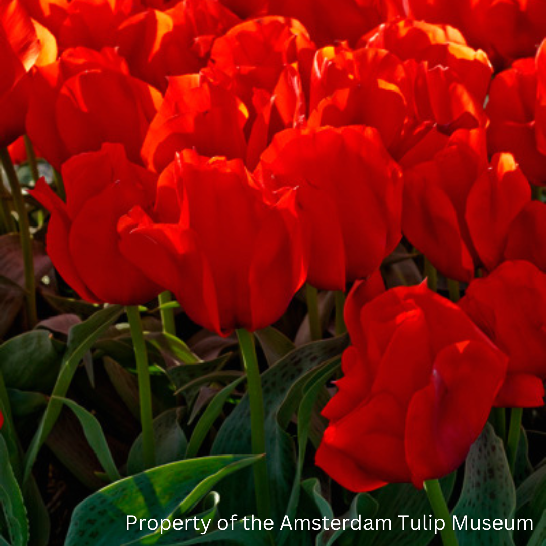 Red Casa Grade Tulips, and example of the Greigii group