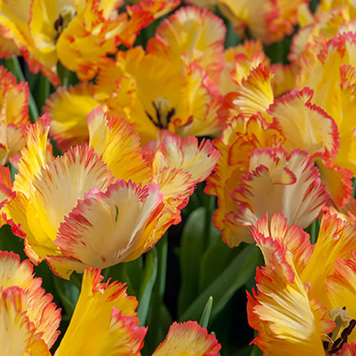 Yellow Parrot tulips that have petals with frilly pink edges 