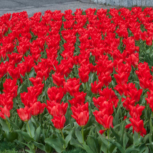 Red Emperor tulips growing in neat rows