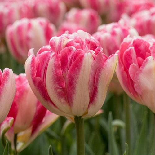 Closeup of pink and white Foxtrot tulips