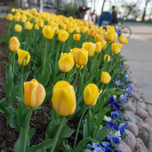 Yellow tulips growing in a flower bed