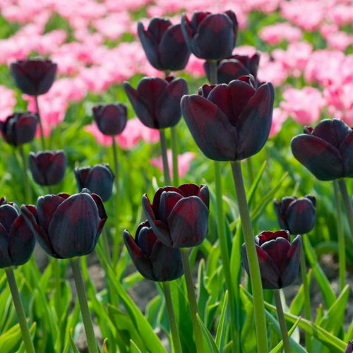A group of dark purple Queen of Night tulips