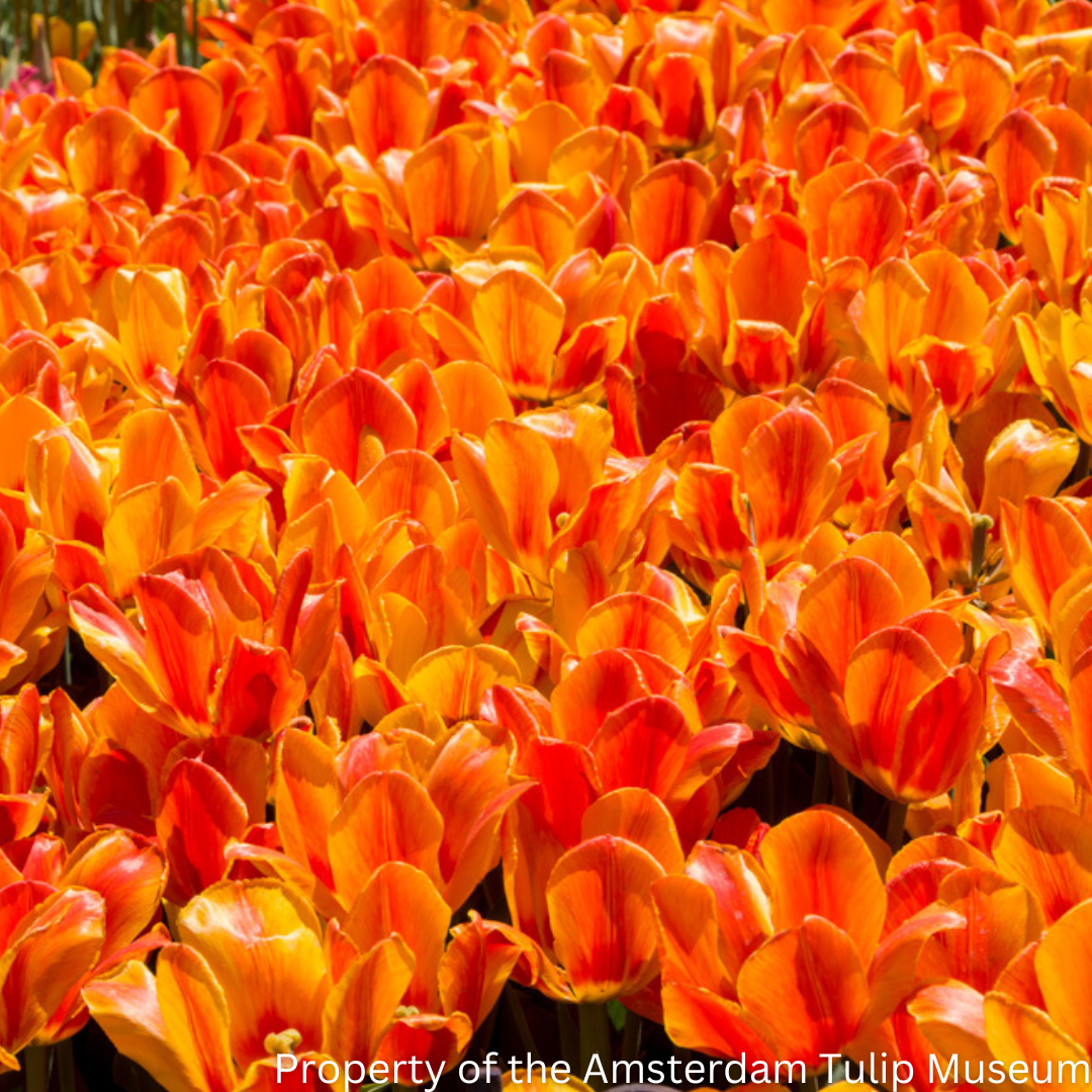 Many orange Flair tulips growing in a flower bed. 