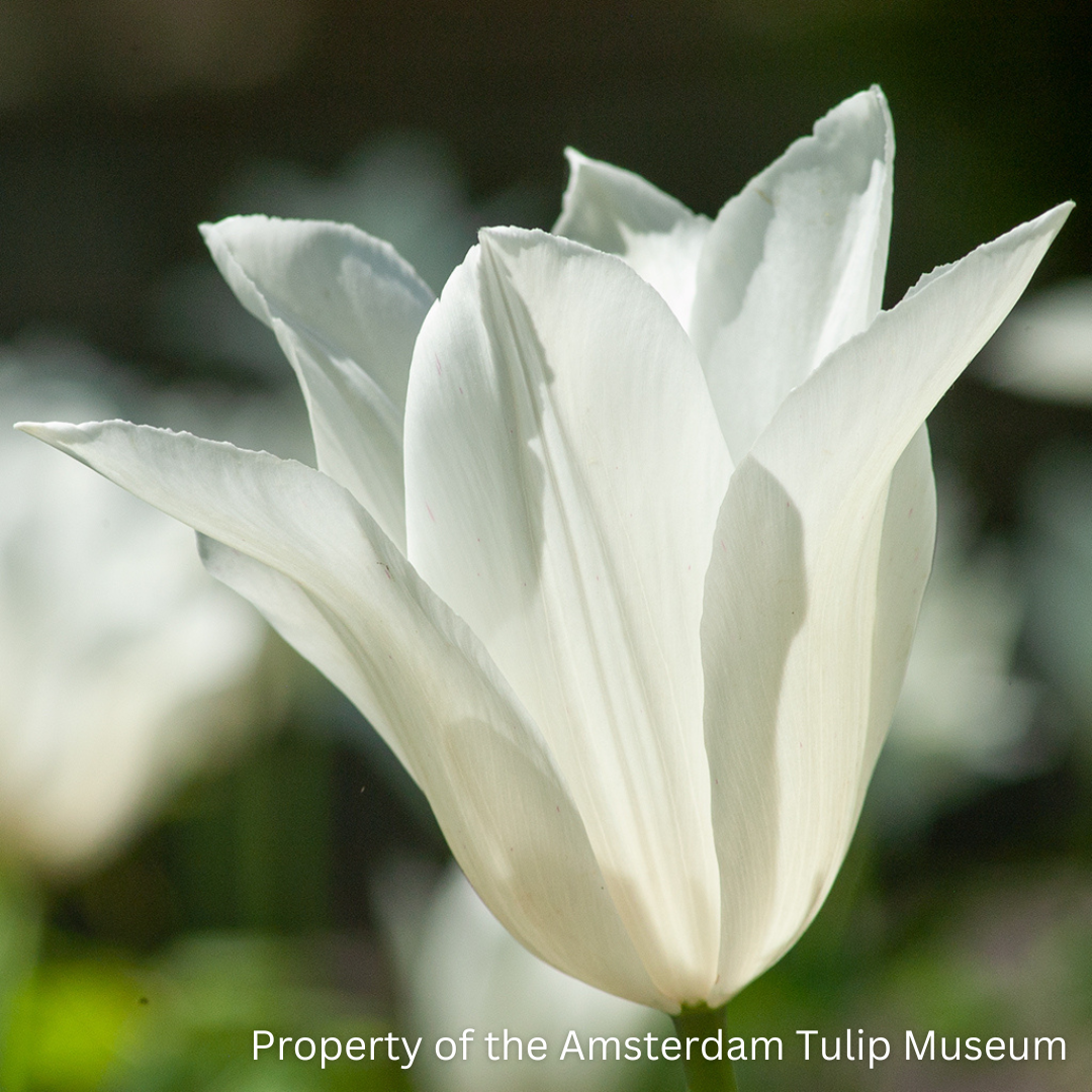Close up of a White Triumphator tulip