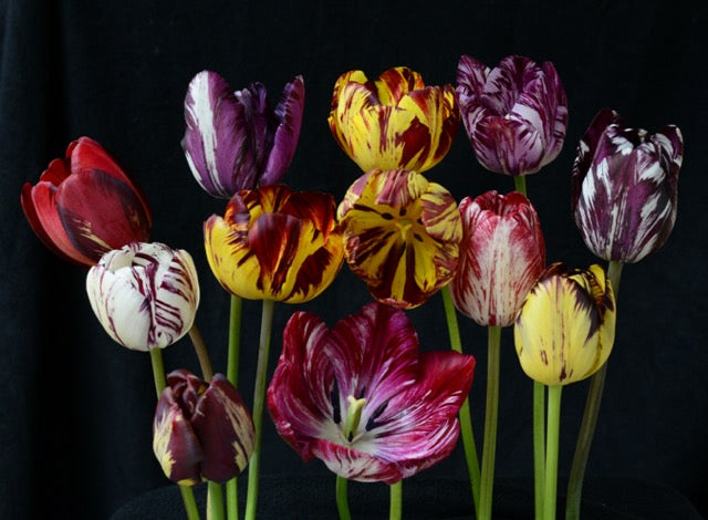 A group of differently colored Rembrandt tulips against a black background.