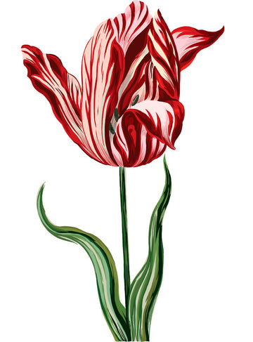 Semper Augustus: History’s Most Famous Tulip – Amsterdam Tulip Museum