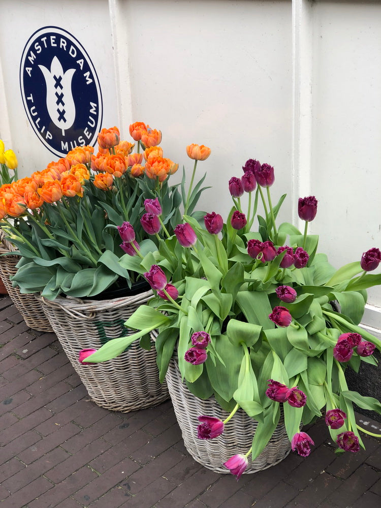 Amsterdam Tulip Museum The Story Of The Tulip