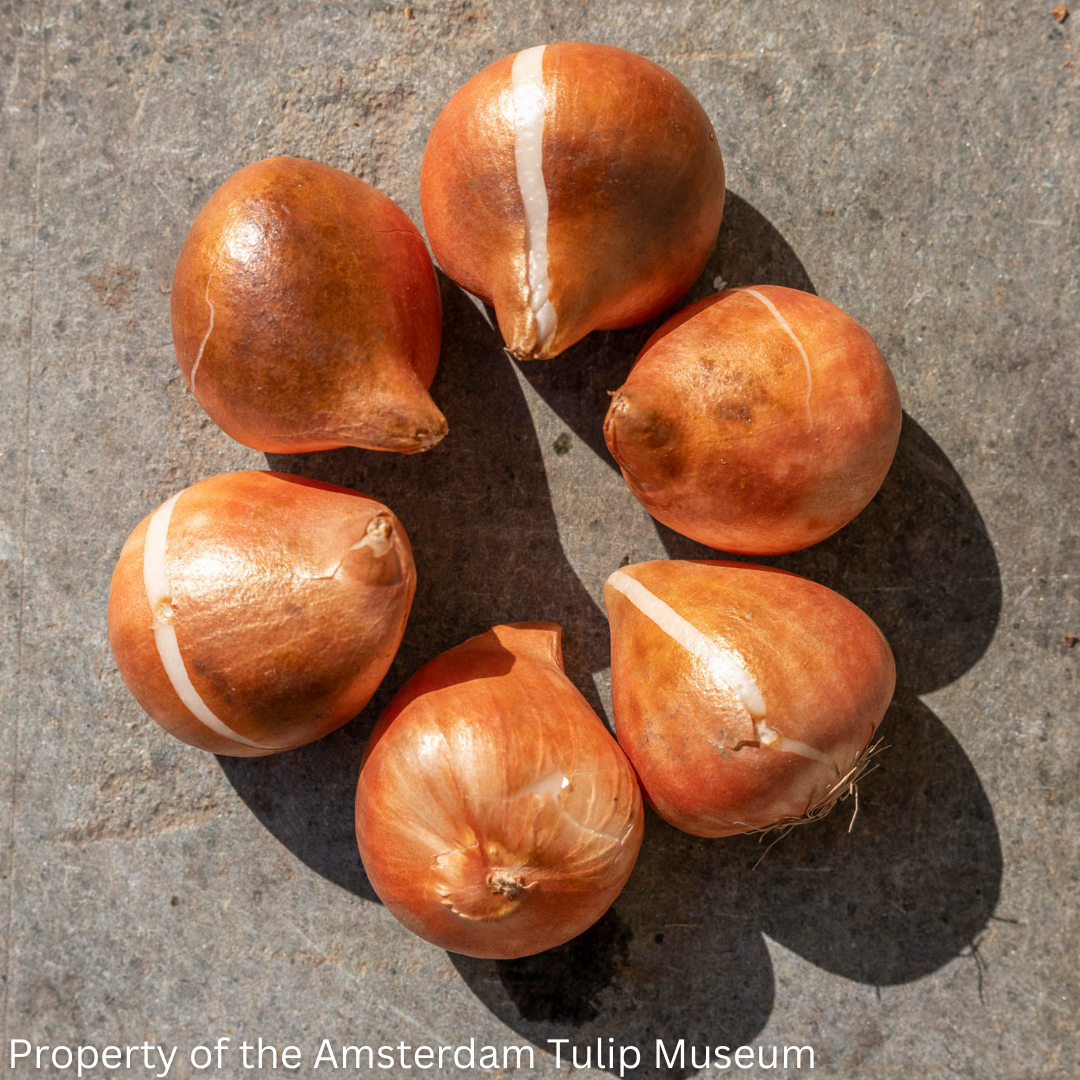 6 tulips bulbs in a circle