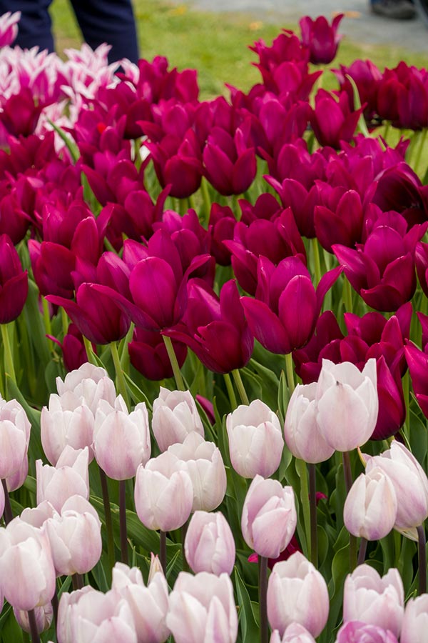 How Tulips Reproduce Amsterdam Tulip Museum