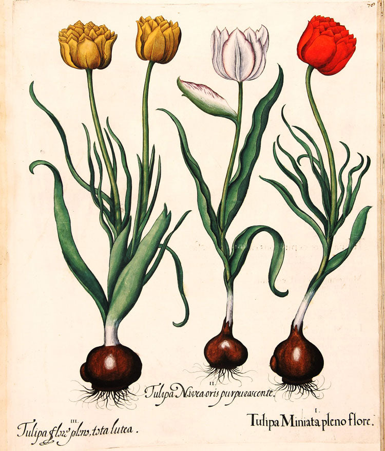 The Tulip Diaspora Amsterdam Tulip Museum