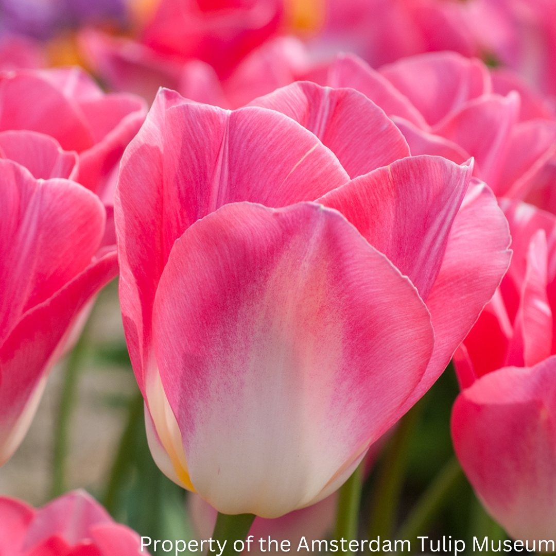 Pink Dynasty Tulip