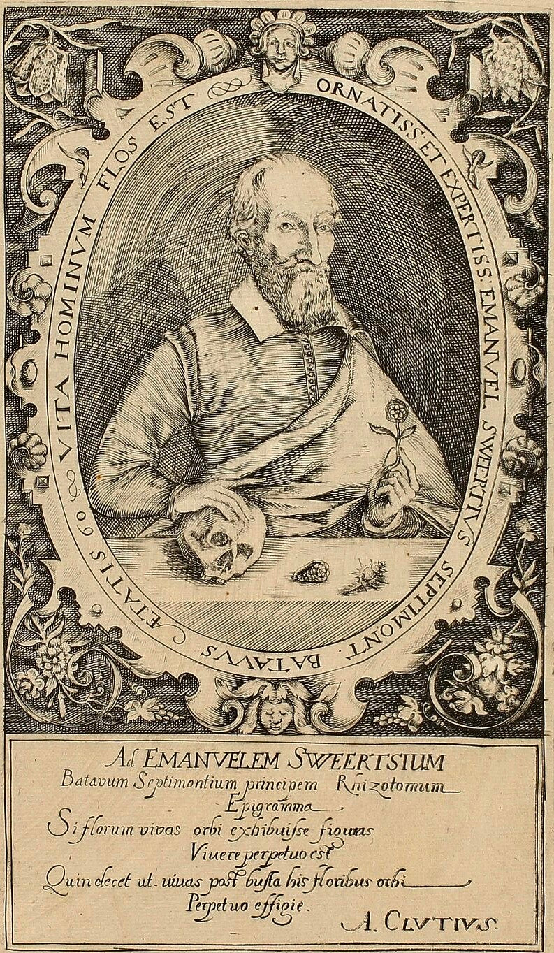 Emanuele Sweerts 17th Century "Florilegium" Print - Plate 40
