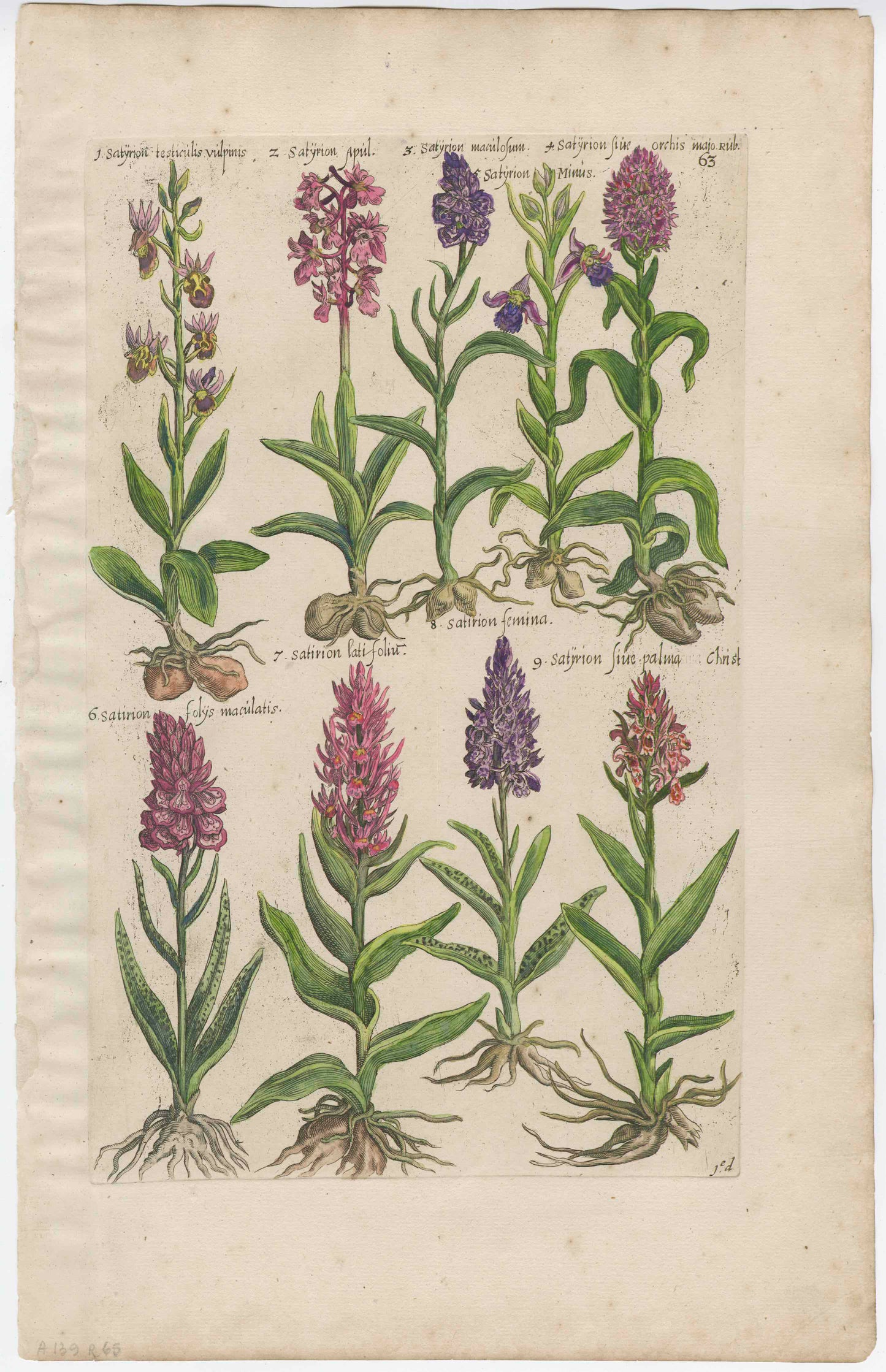 Emanuele Sweerts 17th Century "Florilegium" Print - Plate 63