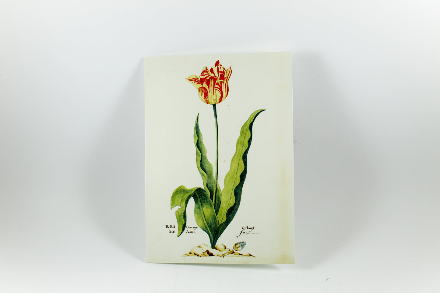 Amsterdam Tulip Museum Tulip Book of Postcards from Catalog of P. Cos