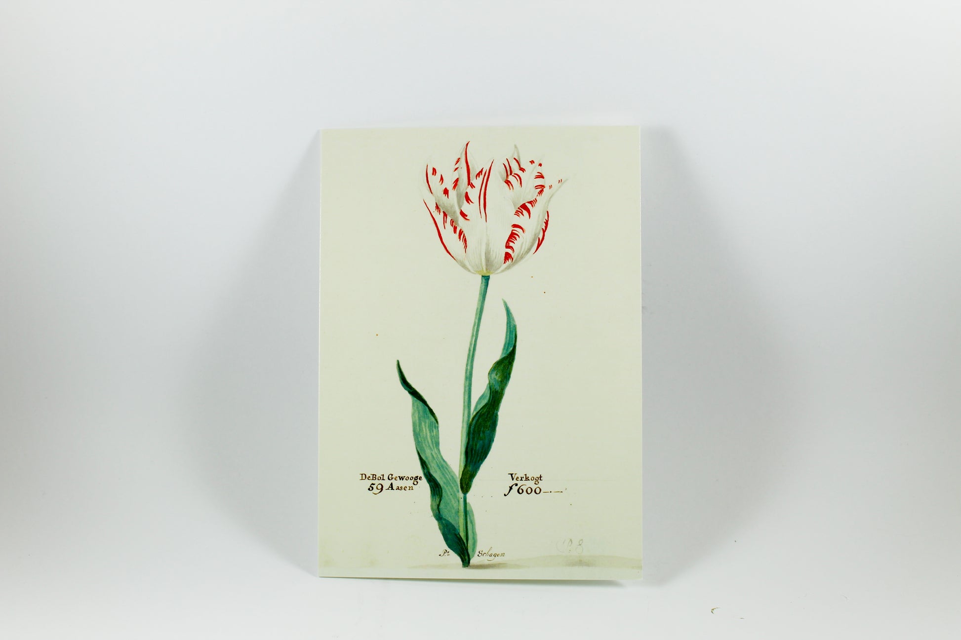 Amsterdam Tulip Museum Tulip Book of Postcards from Catalog of P. Cos