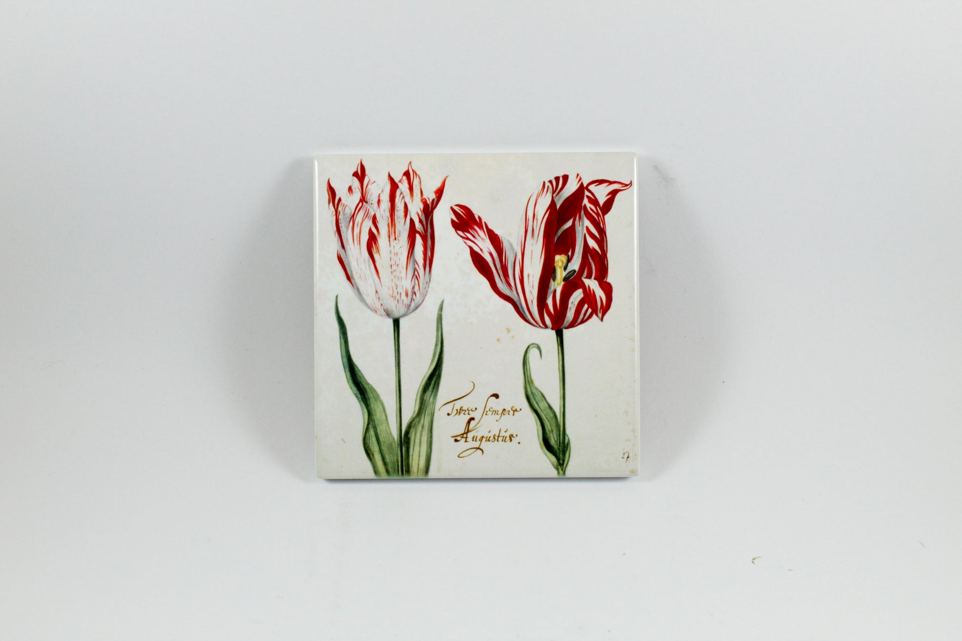 Amsterdam Tulip Museum Semper Augustus Tulip On White Ceramic Coaster