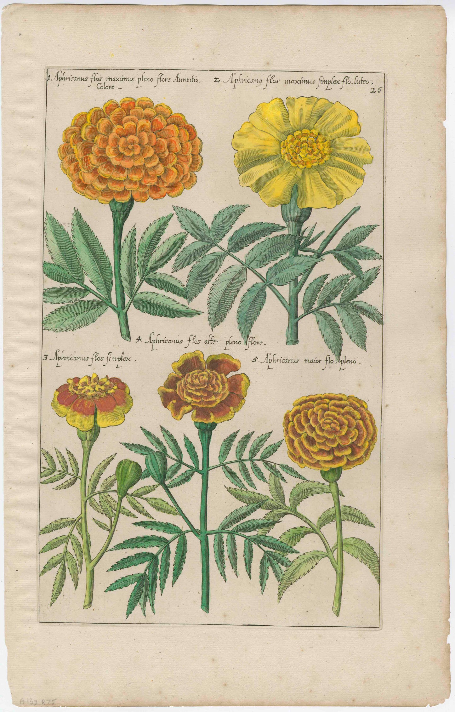 Emanuele Sweerts 17th Century "Florilegium" Print - Plate 26